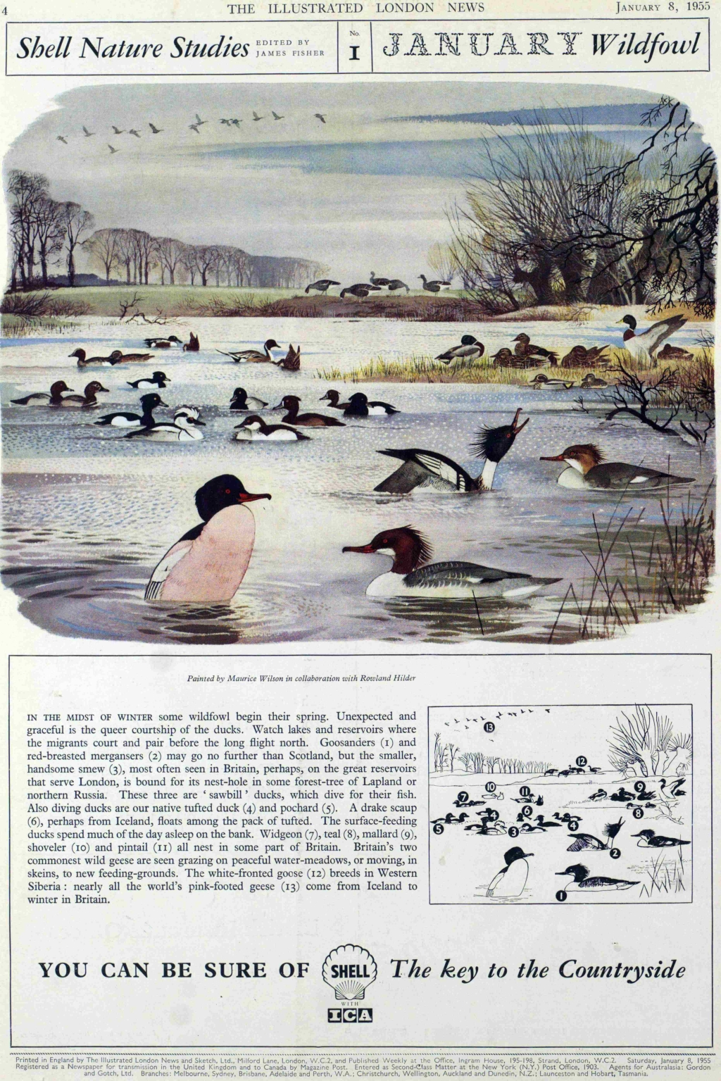 Wildfowl